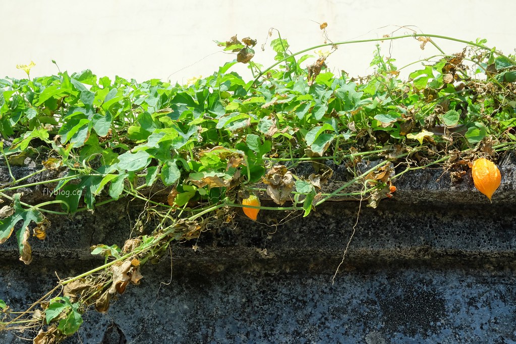 南寮古厝:2017全球百大綠色旅遊地,保留傳統注入新生命 @飛天璇的口袋