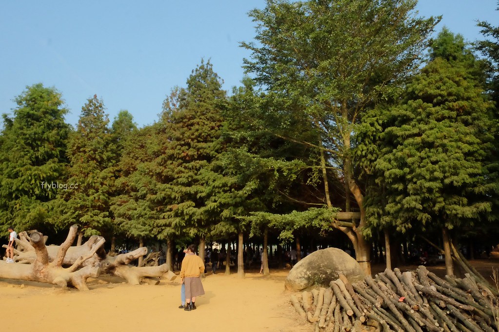 【南投景點】落羽松秘境,充滿異國風情的IG打卡聖地,欣賞金黃橘紅交織的落羽松變裝秀,139線南投與彰化交界 @飛天璇的口袋