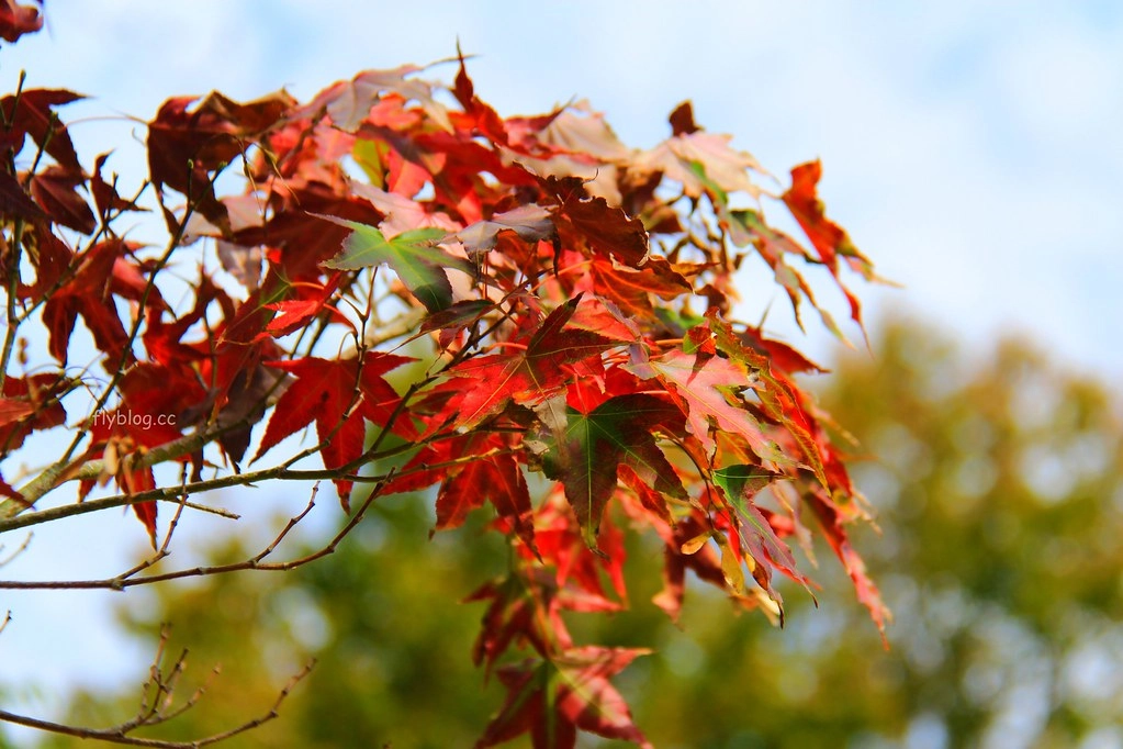 南投一日遊:奧萬大賞秋楓,南投最後一片淨土武界部落,在地隱藏版溫泉春陽部落 @飛天璇的口袋