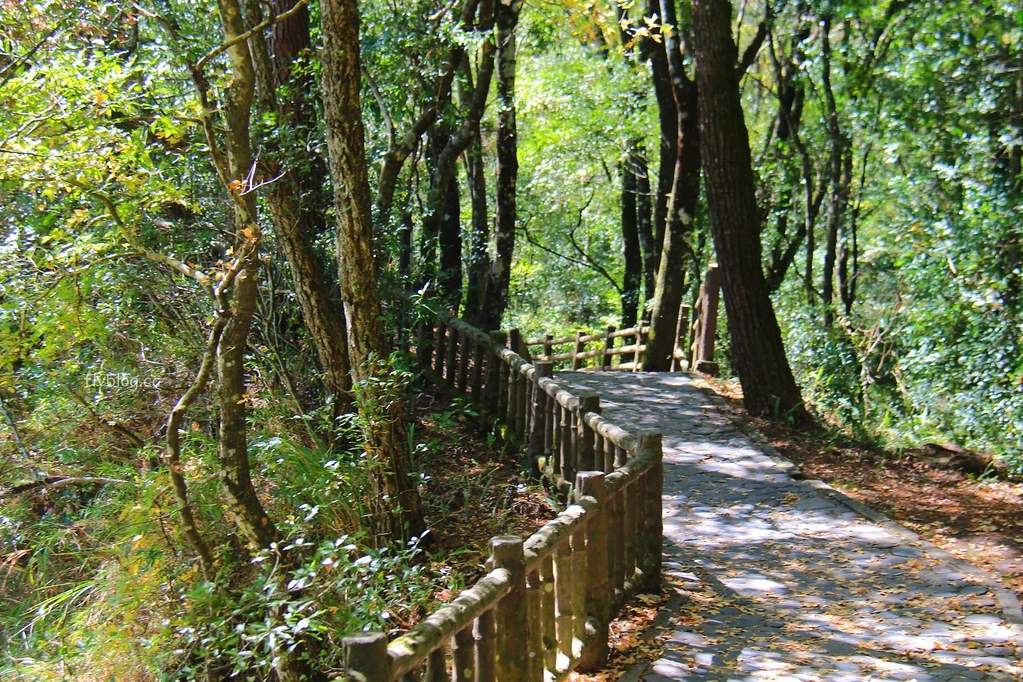 南投一日遊:奧萬大賞秋楓,南投最後一片淨土武界部落,在地隱藏版溫泉春陽部落 @飛天璇的口袋
