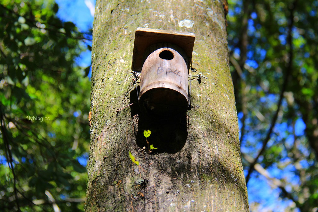 南投一日遊:奧萬大賞秋楓,南投最後一片淨土武界部落,在地隱藏版溫泉春陽部落 @飛天璇的口袋