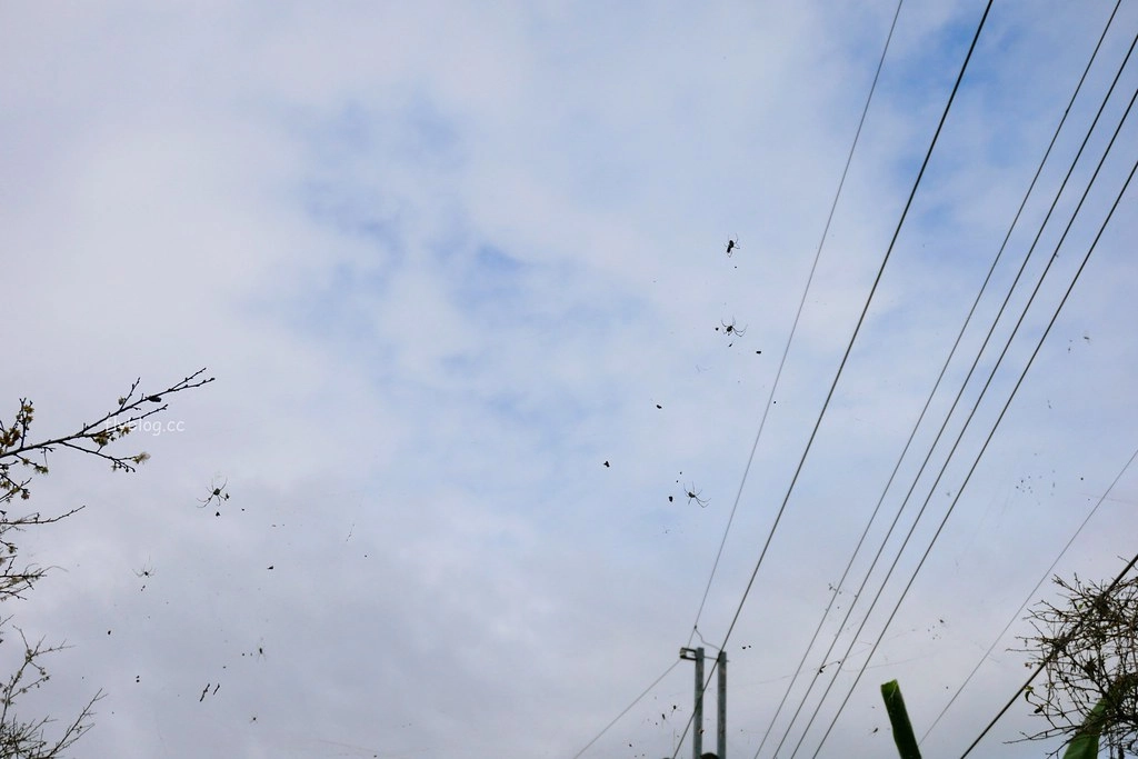 【南投信義】烏松崙石家梅園,南投三大賞梅景點之一,居高鄰下鳥瞰陳友蘭溪之美 @飛天璇的口袋