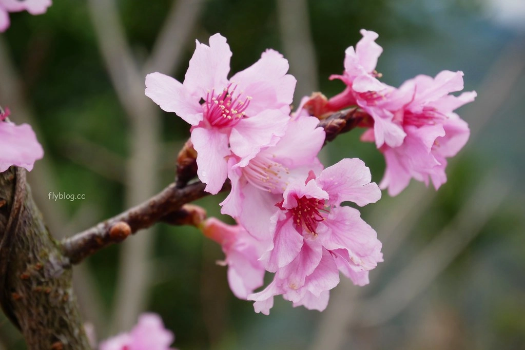 【南投信義】烏松崙石家梅園,南投三大賞梅景點之一,居高鄰下鳥瞰陳友蘭溪之美 @飛天璇的口袋