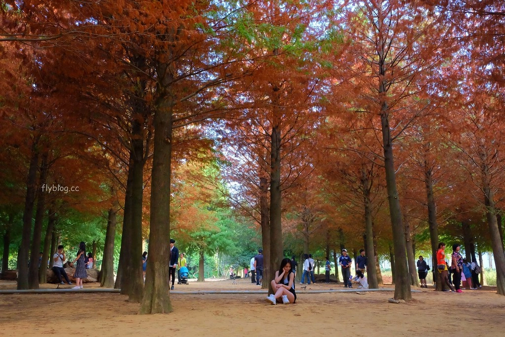 【南投景點】落羽松秘境,充滿異國風情的IG打卡聖地,欣賞金黃橘紅交織的落羽松變裝秀,139線南投與彰化交界 @飛天璇的口袋