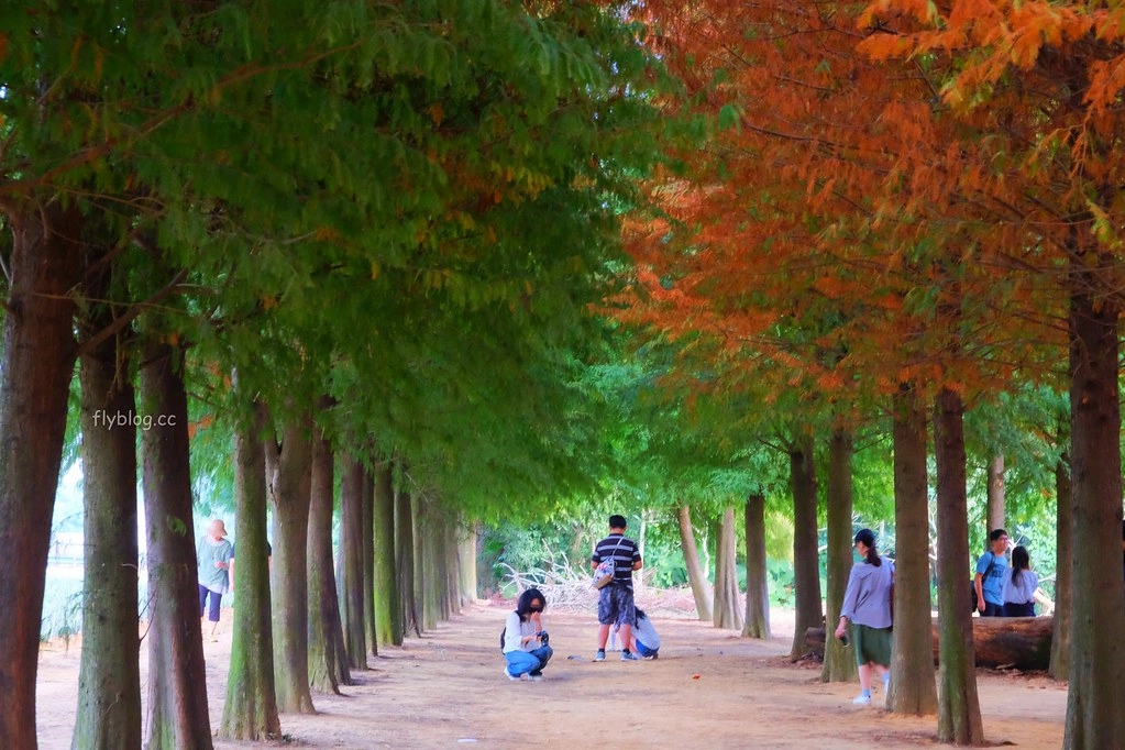 【南投景點】落羽松秘境,充滿異國風情的IG打卡聖地,欣賞金黃橘紅交織的落羽松變裝秀,139線南投與彰化交界 @飛天璇的口袋