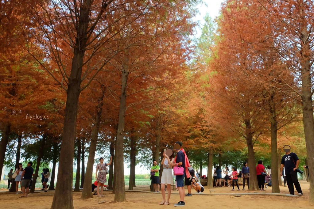 【南投景點】落羽松秘境,充滿異國風情的IG打卡聖地,欣賞金黃橘紅交織的落羽松變裝秀,139線南投與彰化交界 @飛天璇的口袋