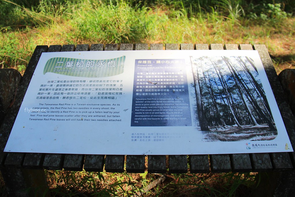 南投一日遊:奧萬大賞秋楓,南投最後一片淨土武界部落,在地隱藏版溫泉春陽部落 @飛天璇的口袋