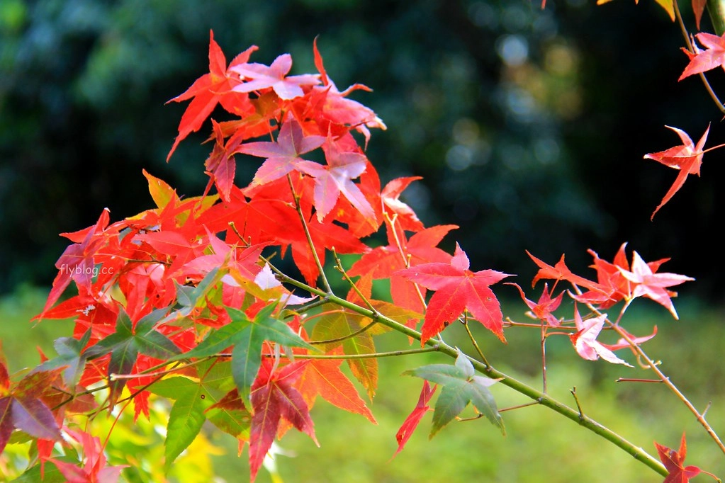 南投一日遊:奧萬大賞秋楓,南投最後一片淨土武界部落,在地隱藏版溫泉春陽部落 @飛天璇的口袋