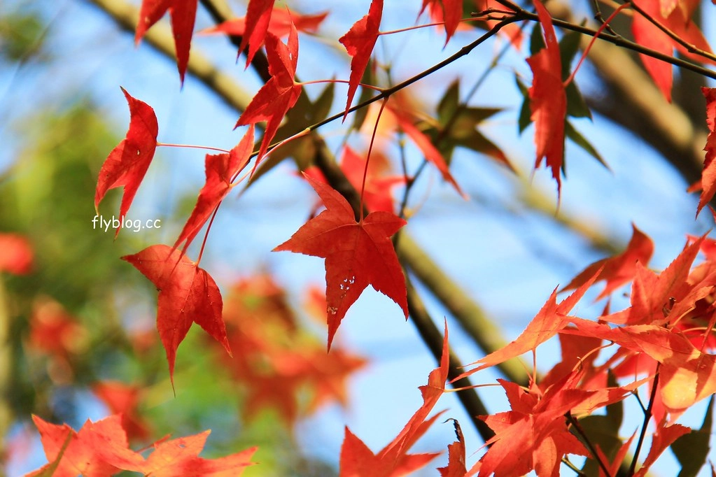 南投一日遊:奧萬大賞秋楓,南投最後一片淨土武界部落,在地隱藏版溫泉春陽部落 @飛天璇的口袋