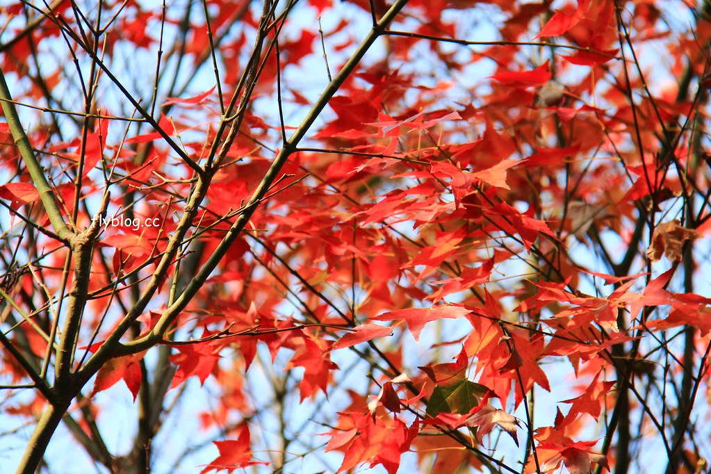 南投一日遊:奧萬大賞秋楓,南投最後一片淨土武界部落,在地隱藏版溫泉春陽部落 @飛天璇的口袋