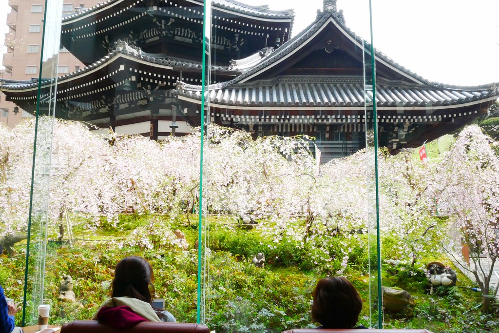 日本京都|六角堂 X 星巴克|日本Starbucks特色店,坐在落地窗前欣賞千年佛寺櫻花美景 @飛天璇的口袋