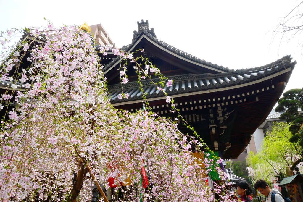 日本京都|六角堂 X 星巴克|日本Starbucks特色店,坐在落地窗前欣賞千年佛寺櫻花美景 @飛天璇的口袋