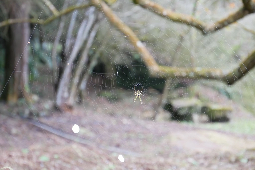 【南投信義】烏松崙石家梅園,南投三大賞梅景點之一,居高鄰下鳥瞰陳友蘭溪之美 @飛天璇的口袋