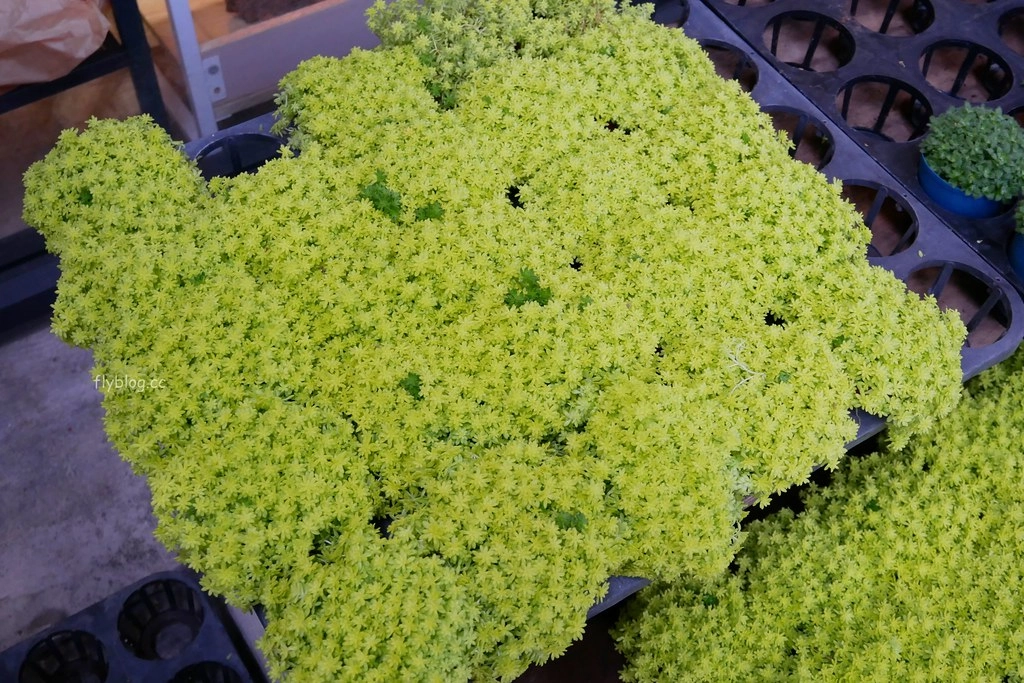 南投水里|車埕一日遊.搭乘小火車,絕美貯木池,車埕美食景點推薦 @飛天璇的口袋 南投水里|車埕一日遊.搭乘小火車,絕美貯木池,車埕美食景點推薦 @飛天璇的口袋