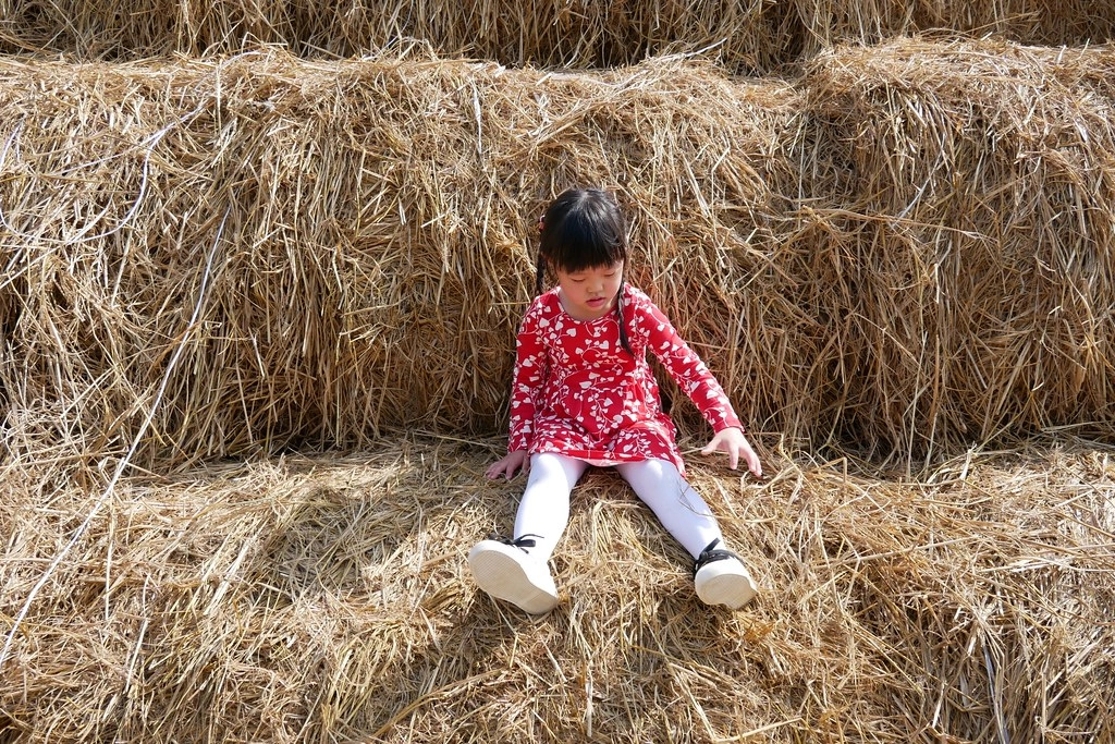 稻草捲心酥:草地上巨型咖啡捲心酥,IG打卡熱門景點,嘉義新港就有哦! @飛天璇的口袋