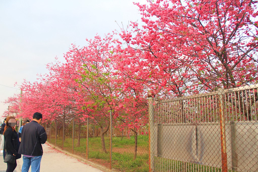 新社櫻花季|新社興社街賞櫻秘境,最美八重櫻盛開中,今年開始要收費哦 @飛天璇的口袋