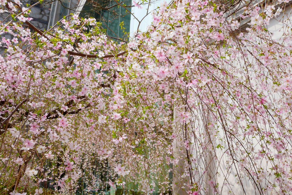 日本京都|六角堂 X 星巴克|日本Starbucks特色店,坐在落地窗前欣賞千年佛寺櫻花美景 @飛天璇的口袋