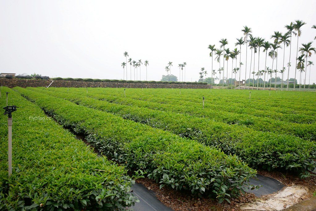 茶二指故事館|超好拍觀光茶園,投進大自然的懷抱,日本和服體驗、茶葉DIY手作課程、可愛彩色水管屋 @飛天璇的口袋