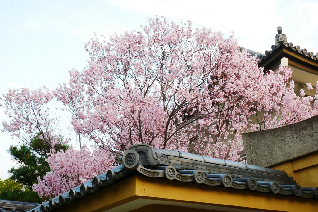 日本京都|Cafe ARRIETTY|Tabelog(食べログ)京都第一名的鬆餅店,京都智積院附近甜點咖啡館推薦 @飛天璇的口袋