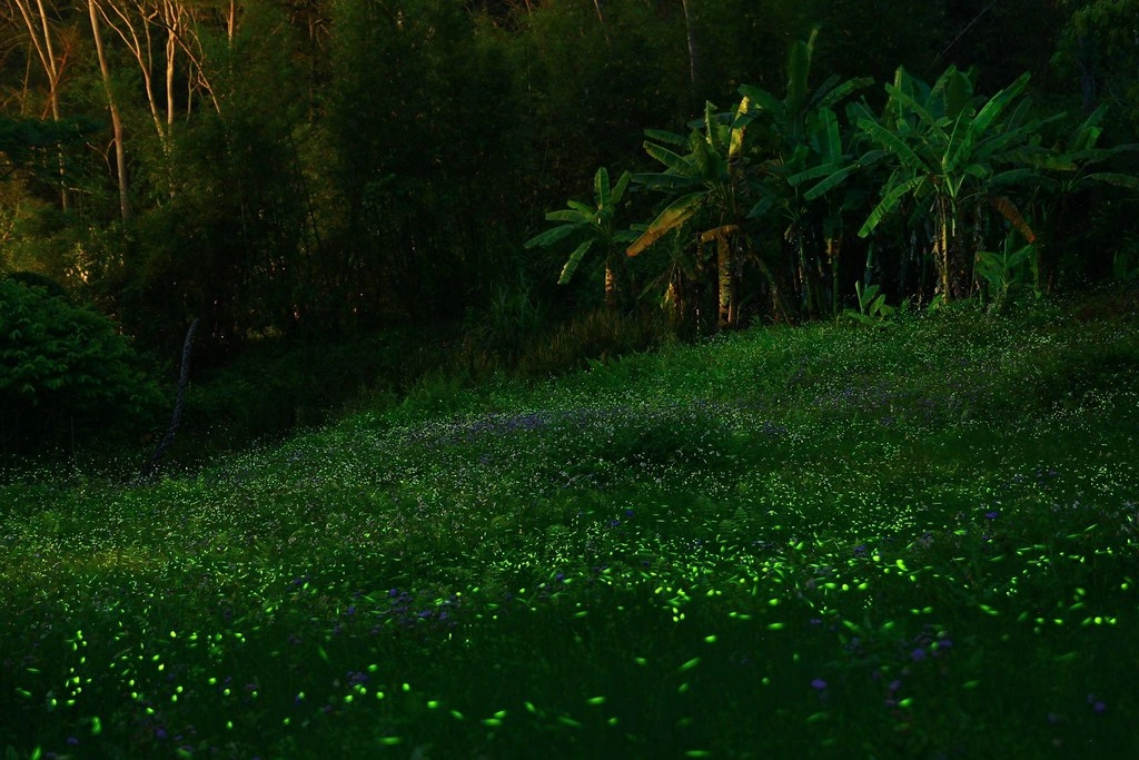 【南投旅遊】南投2天1輕旅行,集集車站、南投中興新村、草屯伴手禮~親子旅遊、家庭旅遊…好吃美食、好玩景點、住宿推薦! @飛天璇的口袋