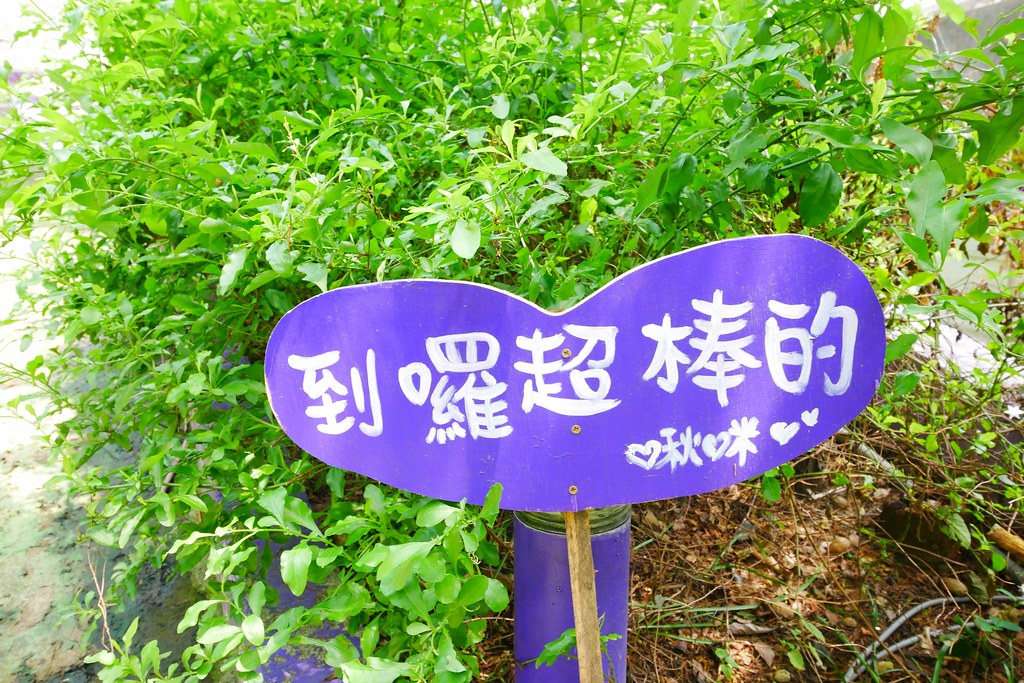【苗栗西湖】噢哈娜咖啡屋,浪漫紫色愛情傘、夢幻紫色步道、季節限定紫藤花…苗栗情侶約會親子旅遊的好地方 @飛天璇的口袋
