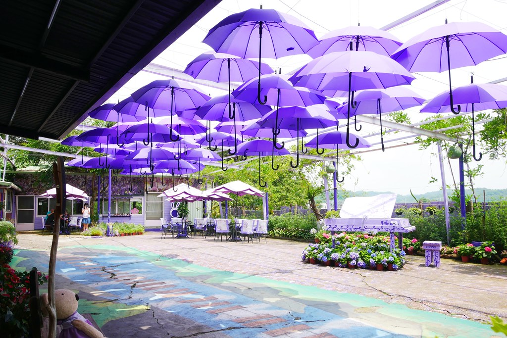 【苗栗西湖】噢哈娜咖啡屋,浪漫紫色愛情傘、夢幻紫色步道、季節限定紫藤花…苗栗情侶約會親子旅遊的好地方 @飛天璇的口袋