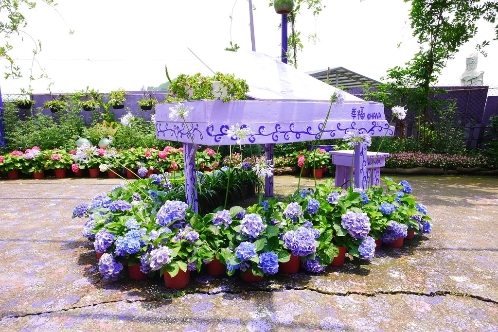 【苗栗西湖】噢哈娜咖啡屋,浪漫紫色愛情傘、夢幻紫色步道、季節限定紫藤花…苗栗情侶約會親子旅遊的好地方 @飛天璇的口袋