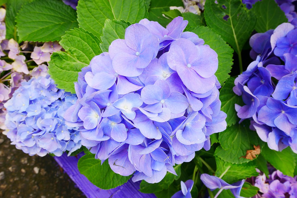 【苗栗西湖】噢哈娜咖啡屋,浪漫紫色愛情傘、夢幻紫色步道、季節限定紫藤花…苗栗情侶約會親子旅遊的好地方 @飛天璇的口袋