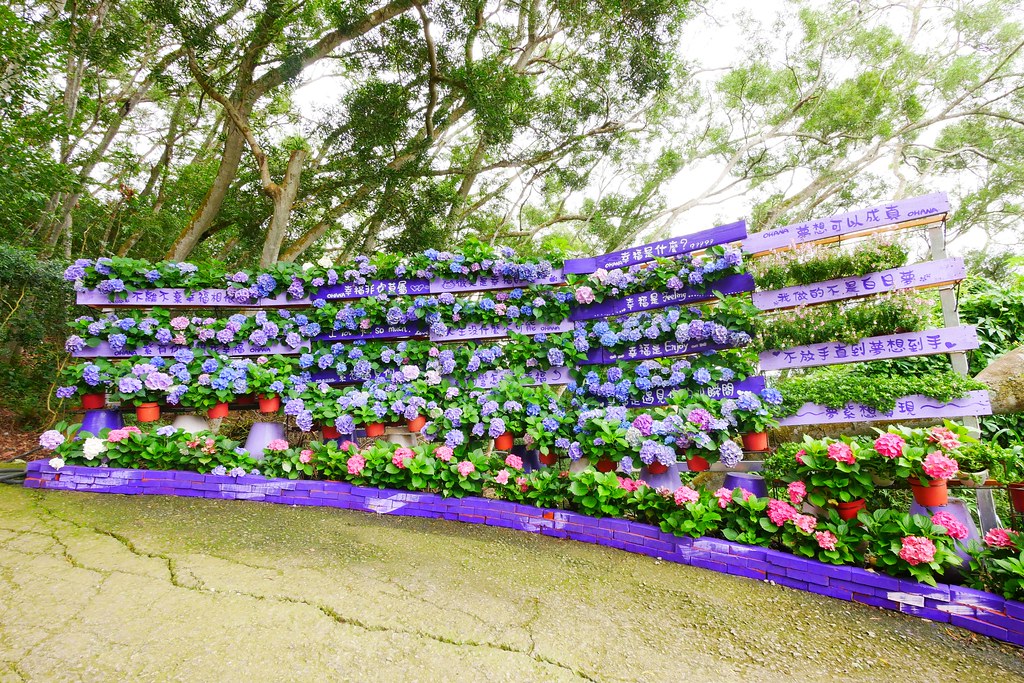 【苗栗西湖】噢哈娜咖啡屋,浪漫紫色愛情傘、夢幻紫色步道、季節限定紫藤花…苗栗情侶約會親子旅遊的好地方 @飛天璇的口袋