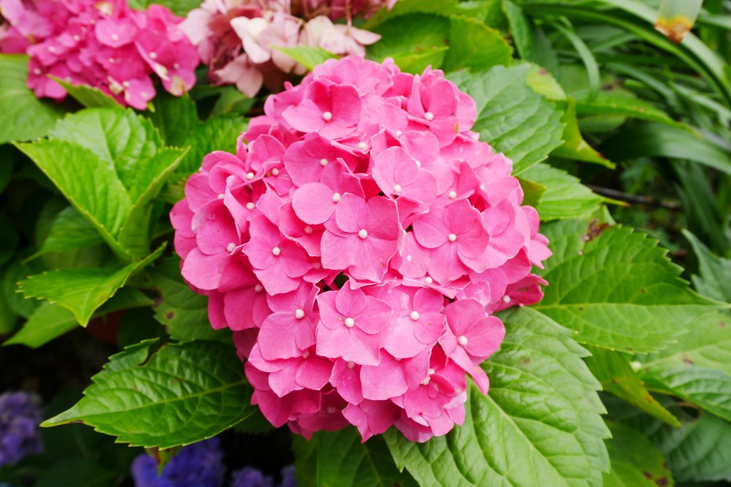 【苗栗西湖】噢哈娜咖啡屋,浪漫紫色愛情傘、夢幻紫色步道、季節限定紫藤花…苗栗情侶約會親子旅遊的好地方 @飛天璇的口袋