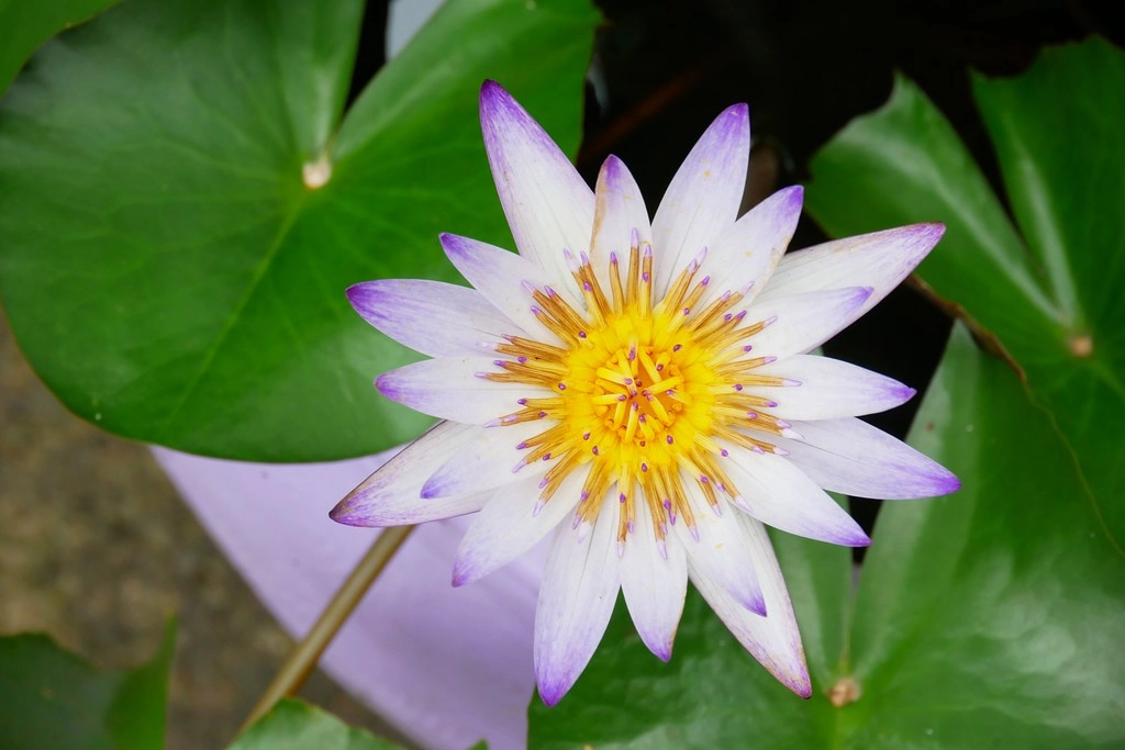 【苗栗西湖】噢哈娜咖啡屋,浪漫紫色愛情傘、夢幻紫色步道、季節限定紫藤花…苗栗情侶約會親子旅遊的好地方 @飛天璇的口袋