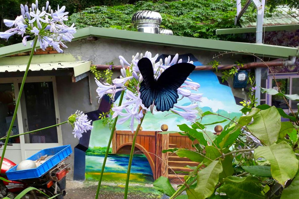 【苗栗西湖】噢哈娜咖啡屋,浪漫紫色愛情傘、夢幻紫色步道、季節限定紫藤花…苗栗情侶約會親子旅遊的好地方 @飛天璇的口袋