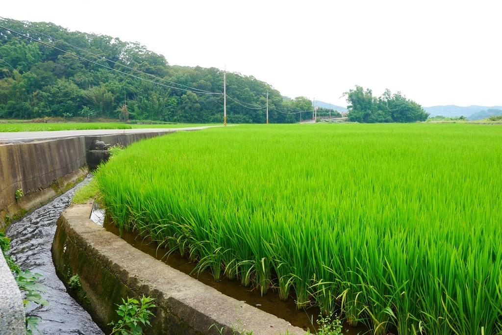 黃金一路金城武樹┃苗栗旅遊:苗栗西湖也有傳說中的伯朗大道,沿著環鄉小徑遇見金城武樹 @飛天璇的口袋