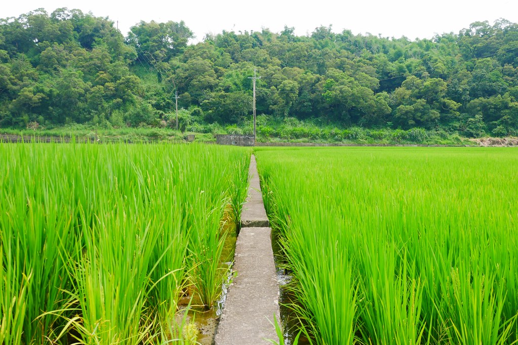 黃金一路金城武樹┃苗栗旅遊:苗栗西湖也有傳說中的伯朗大道,沿著環鄉小徑遇見金城武樹 @飛天璇的口袋