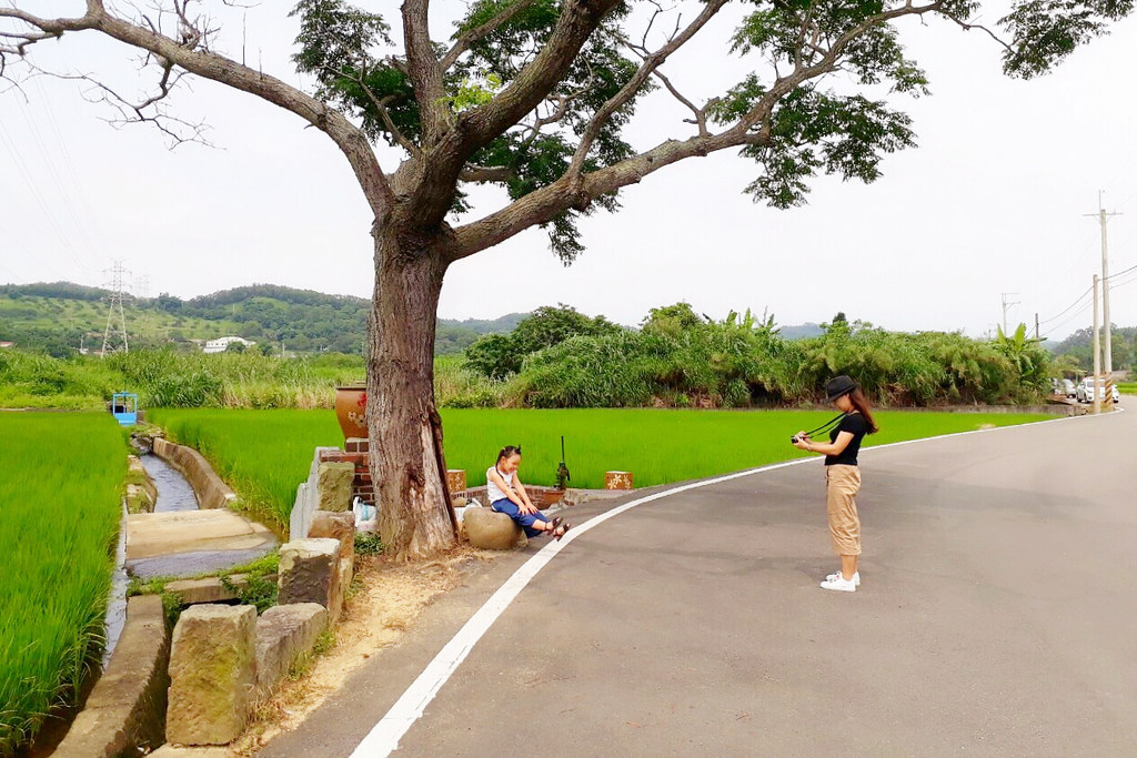 黃金一路金城武樹┃苗栗旅遊:苗栗西湖也有傳說中的伯朗大道,沿著環鄉小徑遇見金城武樹 @飛天璇的口袋