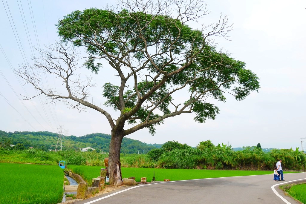苗栗一日遊|三義、西湖、銅鑼|山城親子輕旅行,好吃好玩伴手禮帶著走 @飛天璇的口袋