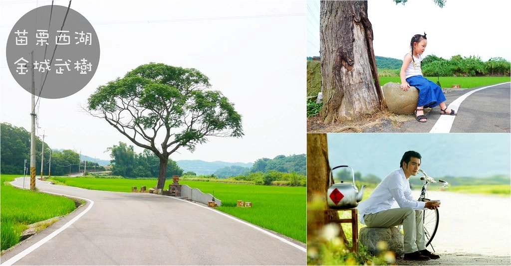 黃金一路金城武樹┃苗栗旅遊:苗栗西湖也有傳說中的伯朗大道,沿著環鄉小徑遇見金城武樹 @飛天璇的口袋