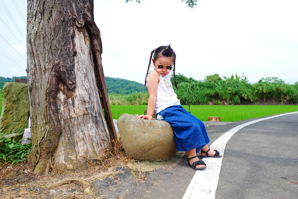 黃金一路金城武樹┃苗栗旅遊:苗栗西湖也有傳說中的伯朗大道,沿著環鄉小徑遇見金城武樹 @飛天璇的口袋
