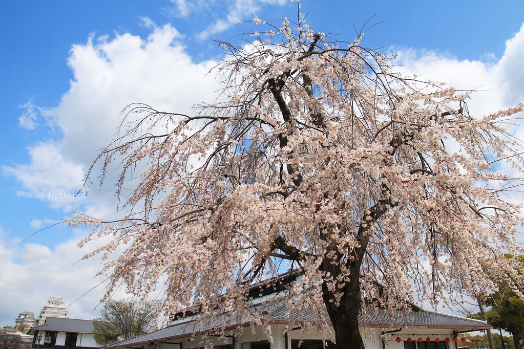 日本兵庫|姬路城,日本第一大名城,雪白外觀又稱白鷺城(含交通方式、美食推薦、拍照地點) @飛天璇的口袋
