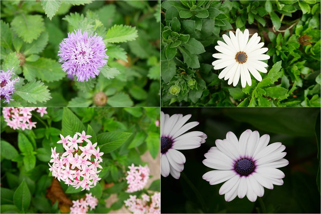 田尾綠海咖啡館|唯美純白希臘建築景觀餐廳,佈滿花花草草的綠色庭院 @飛天璇的口袋