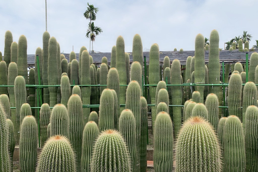 田尾農村仙人掌園|巨型仙人掌IG打卡熱門景點,50年大鳳龍營造可愛的沙漠風情 @飛天璇的口袋
