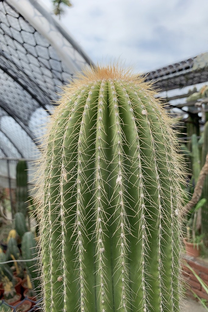 田尾農村仙人掌園|巨型仙人掌IG打卡熱門景點,50年大鳳龍營造可愛的沙漠風情 @飛天璇的口袋