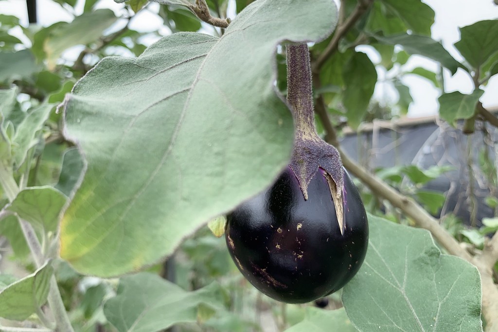 田尾農村仙人掌園|巨型仙人掌IG打卡熱門景點,50年大鳳龍營造可愛的沙漠風情 @飛天璇的口袋