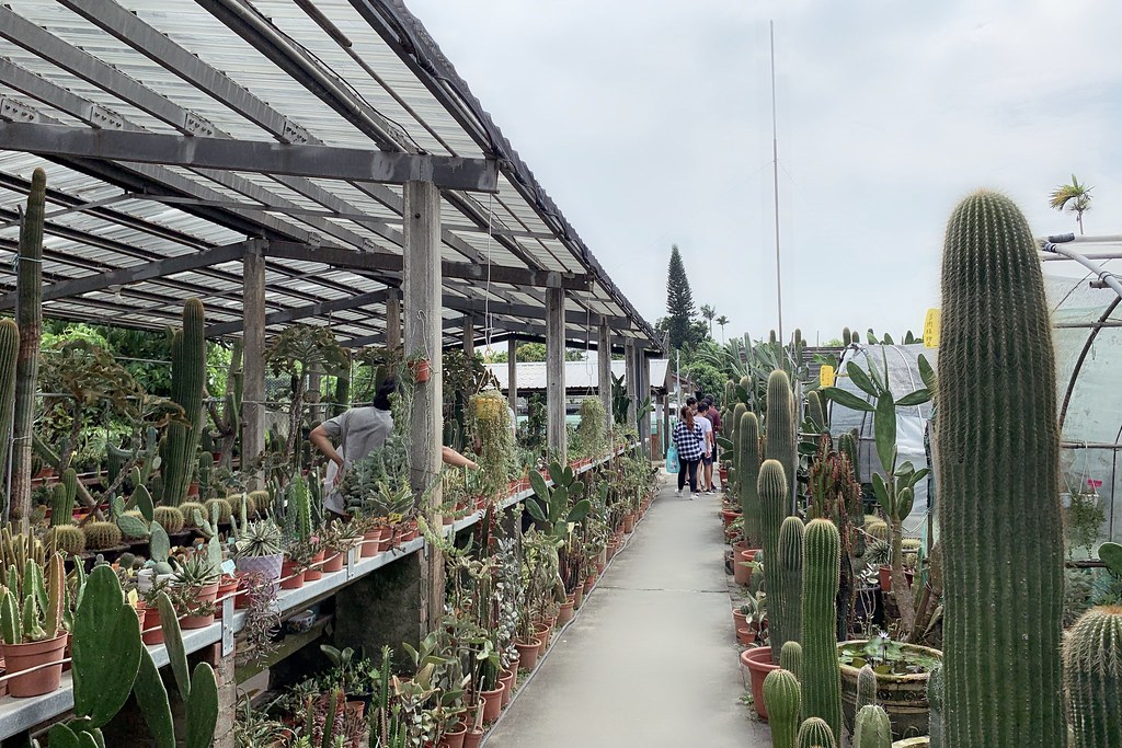 田尾農村仙人掌園|巨型仙人掌IG打卡熱門景點,50年大鳳龍營造可愛的沙漠風情 @飛天璇的口袋