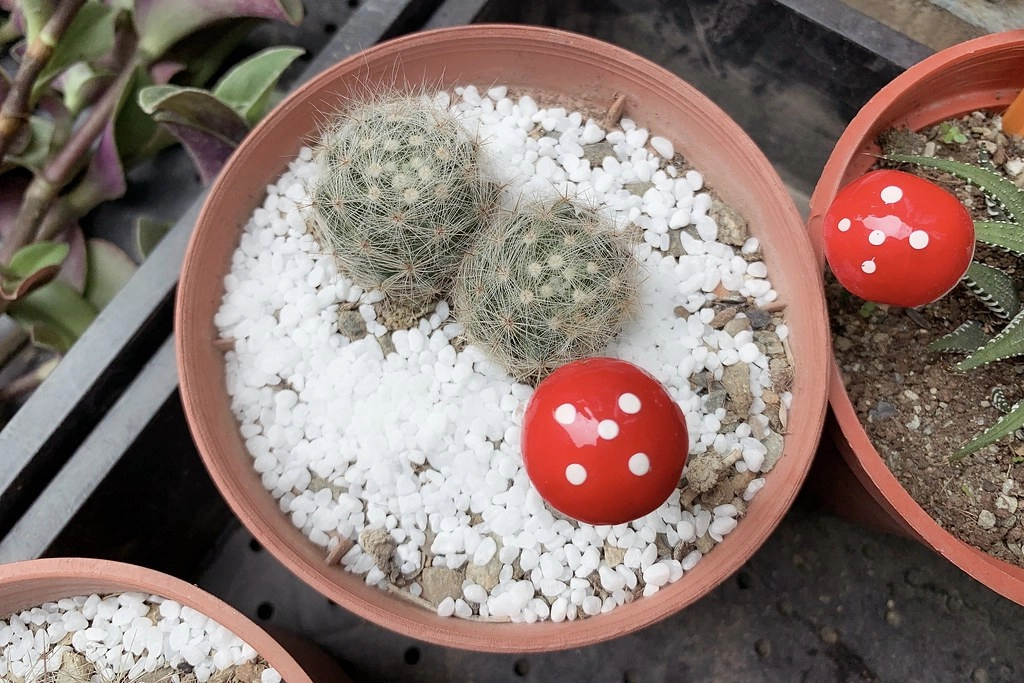 田尾農村仙人掌園|巨型仙人掌IG打卡熱門景點,50年大鳳龍營造可愛的沙漠風情 @飛天璇的口袋
