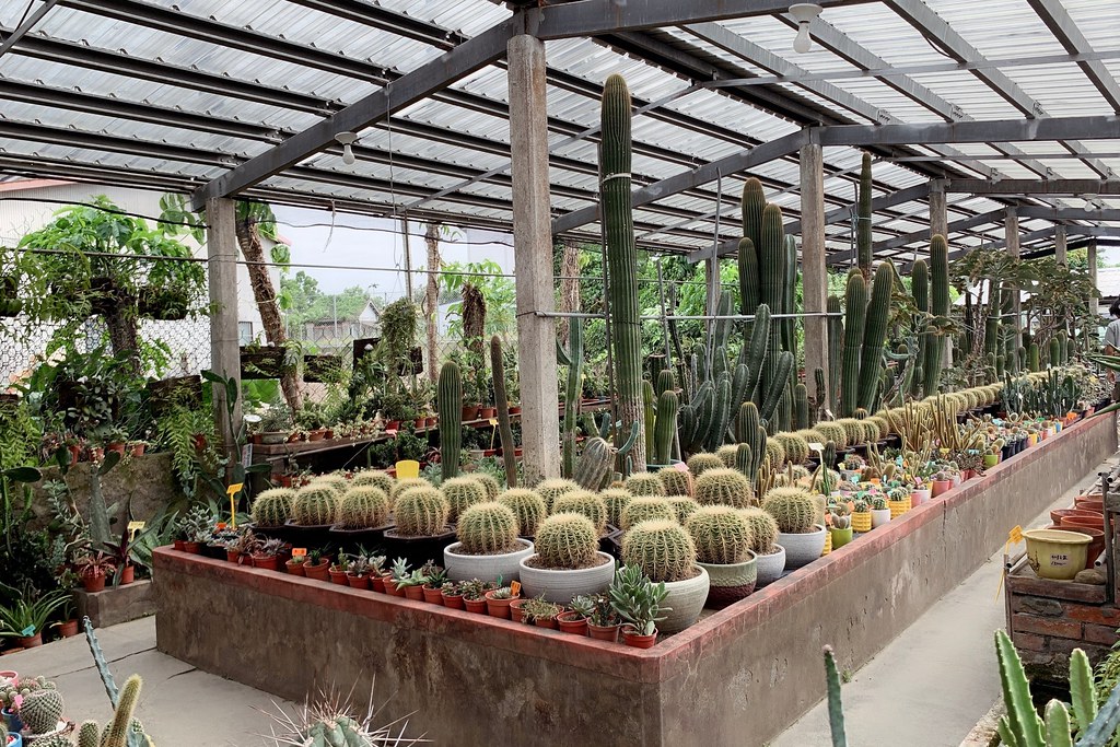 田尾農村仙人掌園|巨型仙人掌IG打卡熱門景點,50年大鳳龍營造可愛的沙漠風情 @飛天璇的口袋