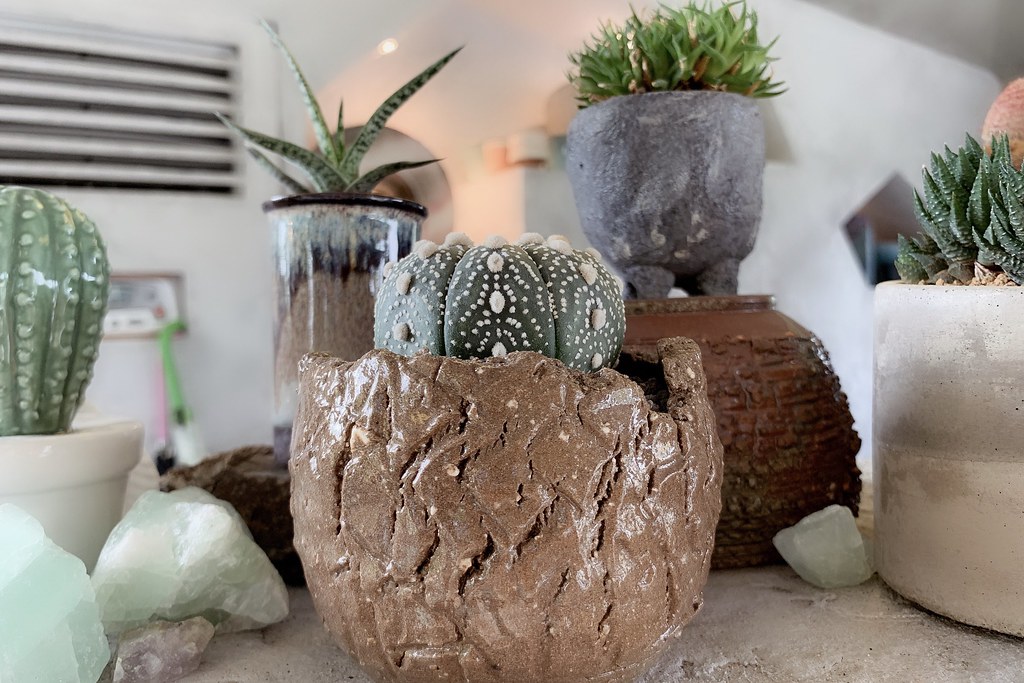 酉 Succulent & Artwork┃彰化田尾:超美塊根植物專賣店,IG網美熱門打卡景點 @飛天璇的口袋