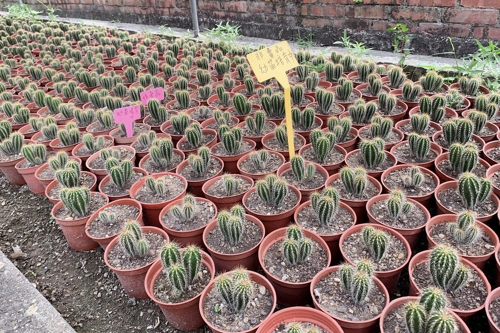 田尾農村仙人掌園|巨型仙人掌IG打卡熱門景點,50年大鳳龍營造可愛的沙漠風情 @飛天璇的口袋