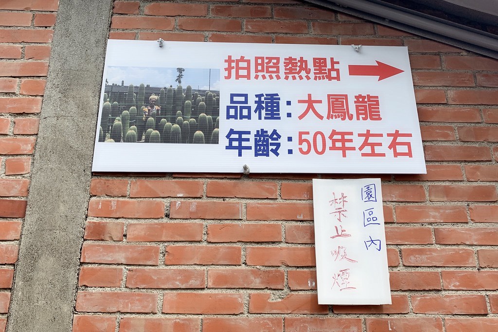 田尾農村仙人掌園|巨型仙人掌IG打卡熱門景點,50年大鳳龍營造可愛的沙漠風情 @飛天璇的口袋