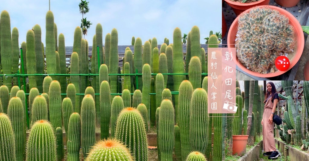 田尾農村仙人掌園|巨型仙人掌IG打卡熱門景點,50年大鳳龍營造可愛的沙漠風情 @飛天璇的口袋